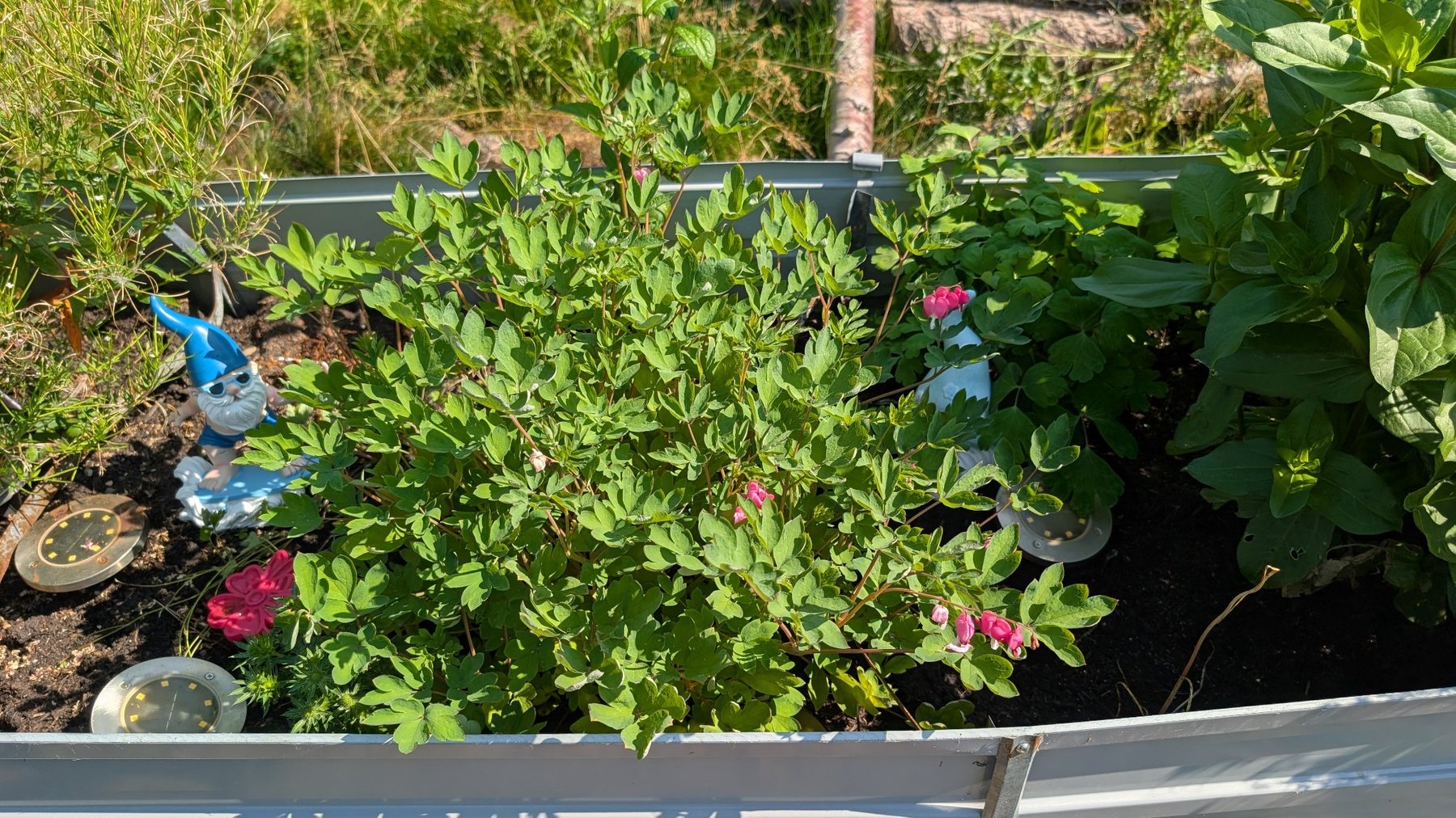 Tränendes Herz mit rosa Blüten