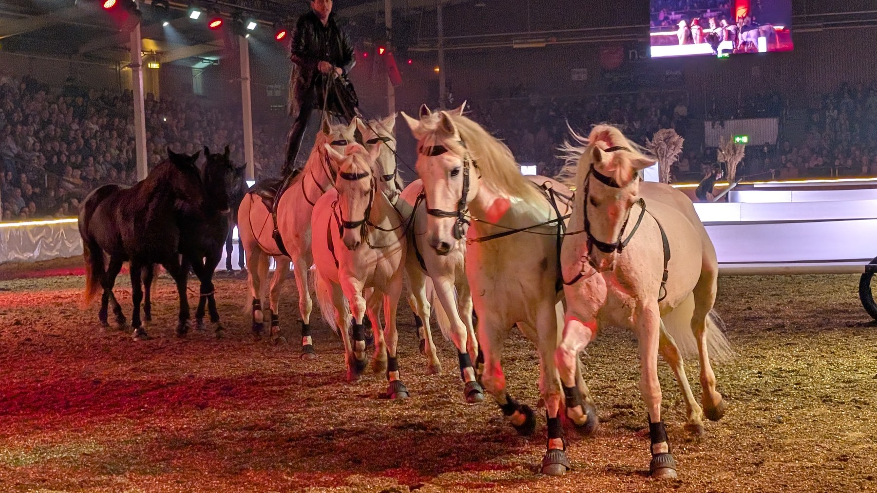 Mehrere Pferde in einer Formation in der Arena