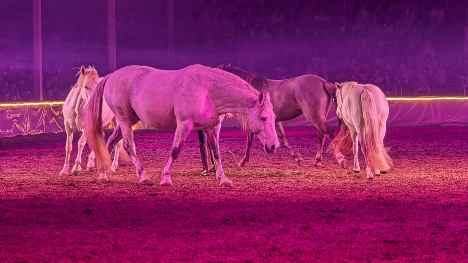 Pferde bei einer Freiheitsdressur unter pinkem Licht