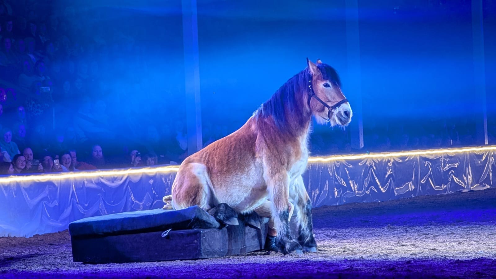 Pony im blauen Licht der Arena