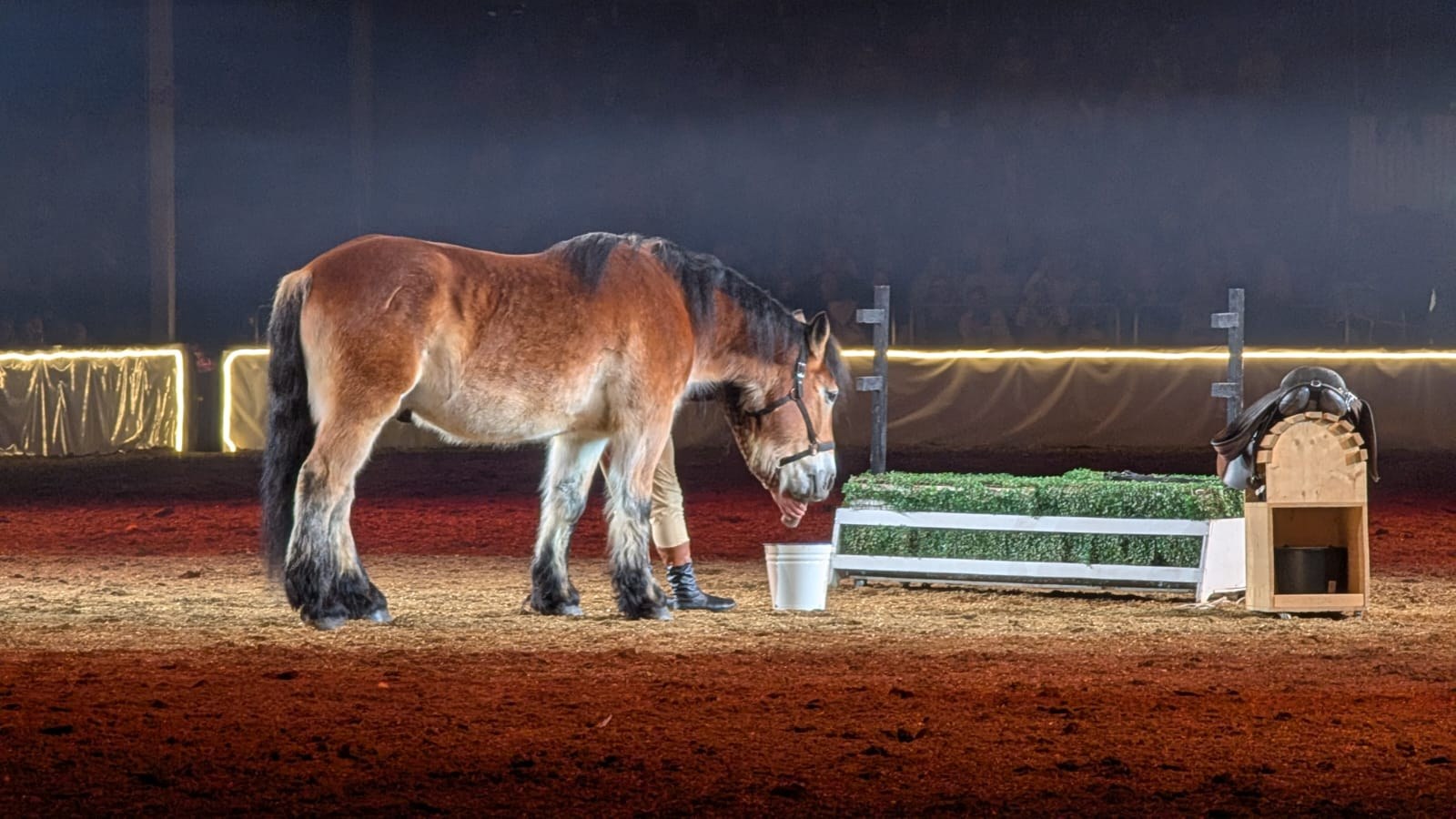Pferd neben einem kleinen Hindernis in der Arena
