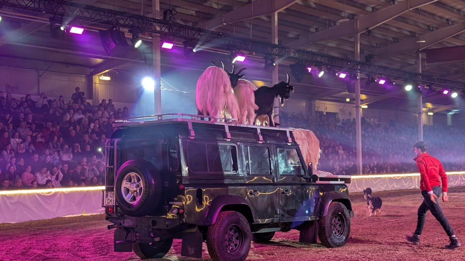 Pferd auf dem Dach eines Geländewagens