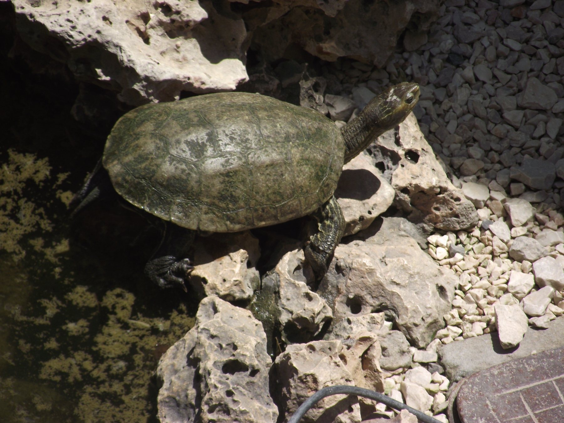 Eine Schildkröte am Wegesrand