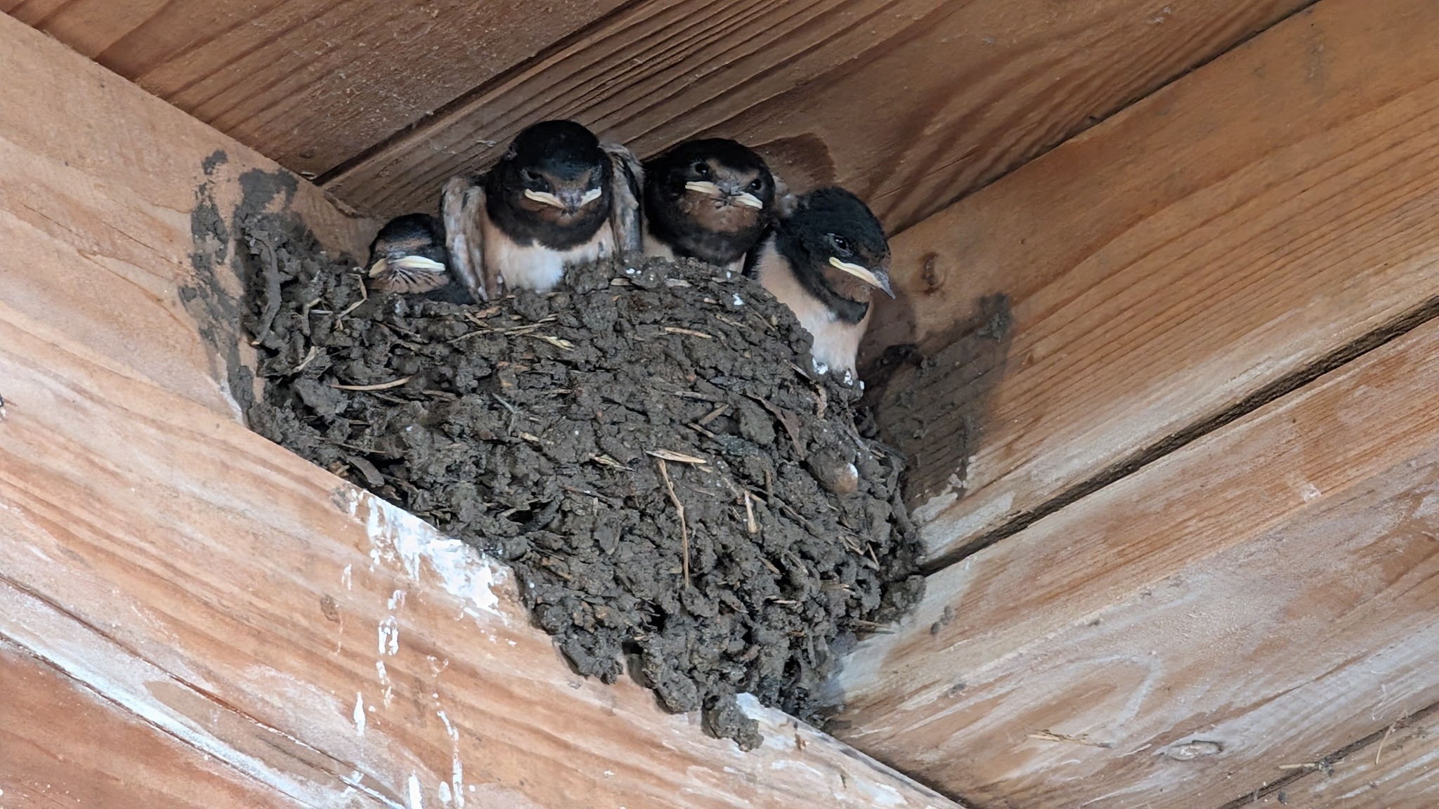 Junge Schwalben im Nest